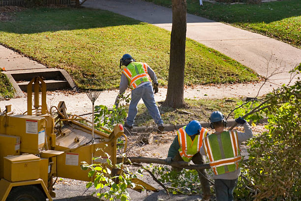 Best Arborist Services Near Me  in Rossvle, IL